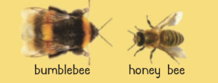 Bumblebee vs honey bee comparison