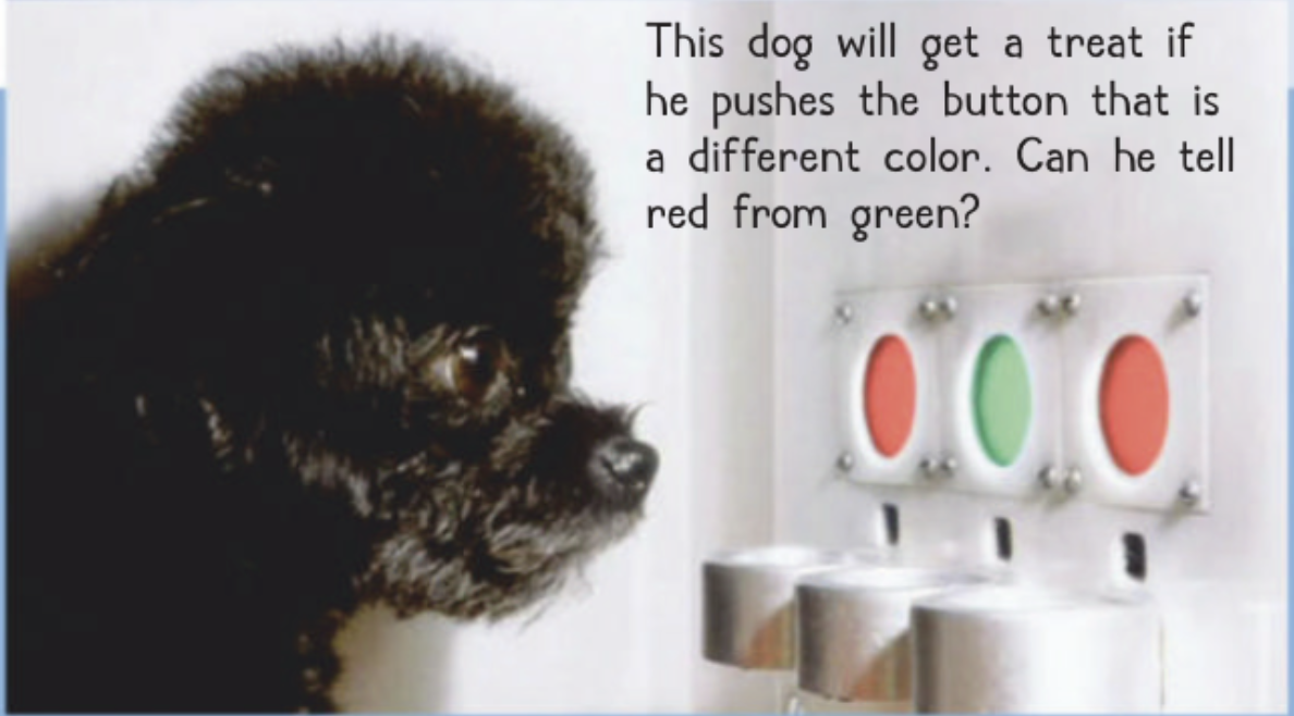 Dog being tested with colored buttons