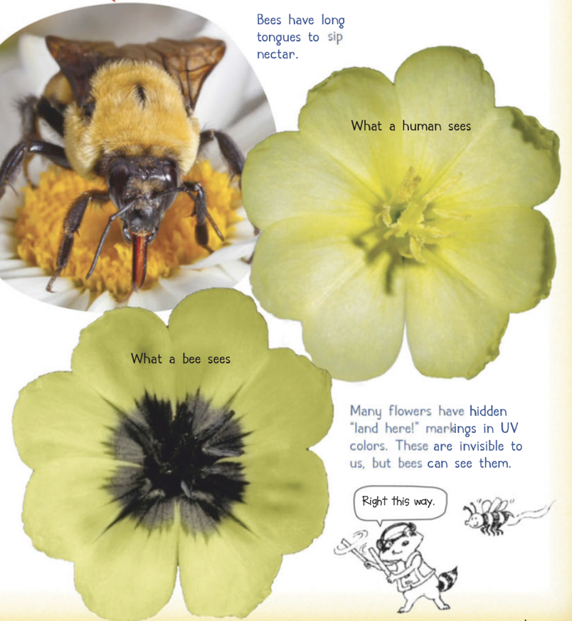 What a human sees vs what a bee sees - UV patterns on flowers