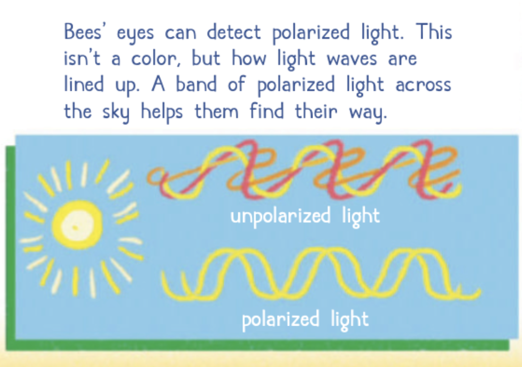 Diagram showing unpolarized vs polarized light
