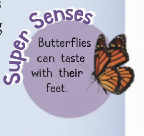 Super Senses: Butterflies can taste with their feet
