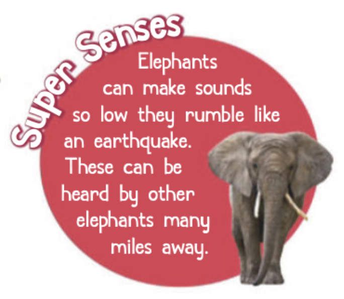 Super Senses: Elephants