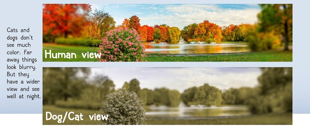 Human view vs Dog/Cat view of a park