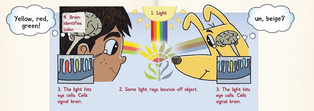 How humans and dogs see color